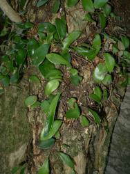 Pyrrosia elaeagnifolia. Plants on a trunk, with rounded to ovate sterile fronds, and narrowly elliptic to spathulate fertile fronds, growing from long-creeping rhizomes.
 Image: L.R. Perrie © Te Papa CC BY-NC 3.0 NZ